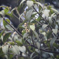 Stemonoporus cordifolius (Thwaites) Alston